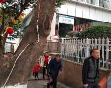 重庆私密整形收费价格表，阴蒂暴露：3287\修复隐睾：4500起