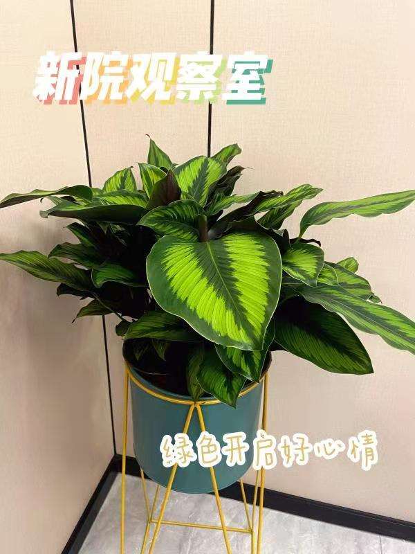 济南美莲整形美容皮肤美容收费价格表，去纹身：1664\去色斑：3372起