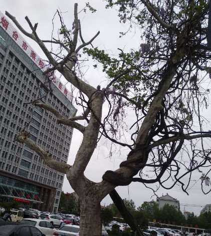 烟台鼻部整形收费价格表，鼻尖整形：3673\蒜头鼻治疗：3827起