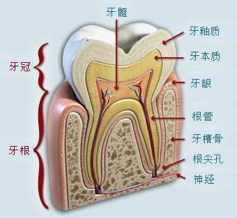 为啥医生矫正骨性龅牙更偏爱应用隐适美SmartForce呢