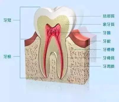 天津卓凡口腔门诊部根管治疗的具体费用为3000元起。现在优惠价仅需2500元起，助您轻松拥有健康的牙齿！
