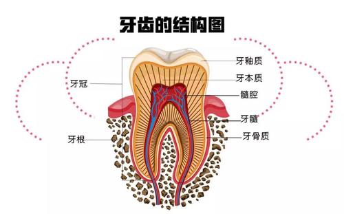 牙周发炎引起的牙齿松动需怎样治疗？轻度可固定，重度需拔掉