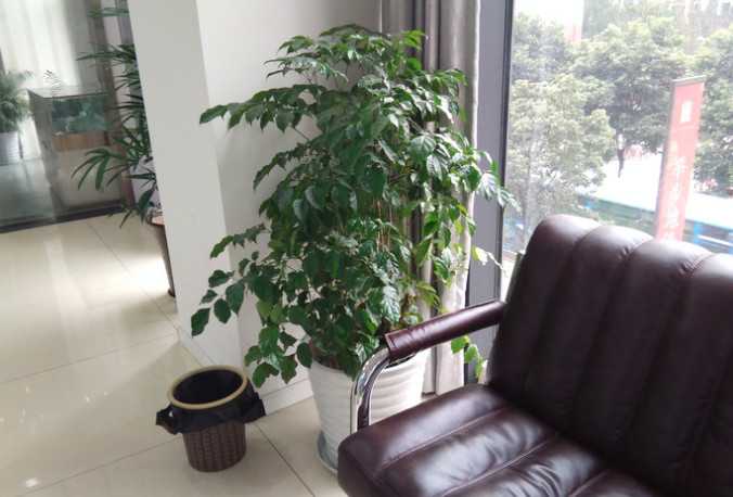 成都牙齿修复哪个医院好?华美牙科悦齿/郫都贝洁口腔旗鼓相当价格还不贵